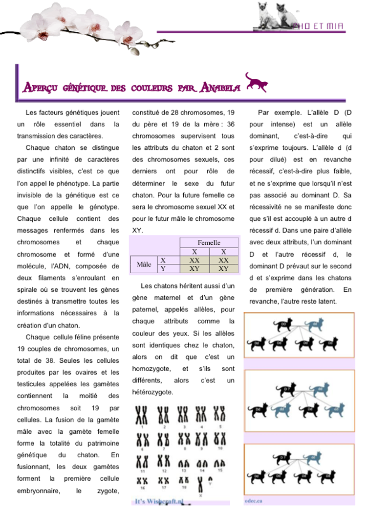 Aperu gntique des couleurs par Anabela (gliss(e)s)