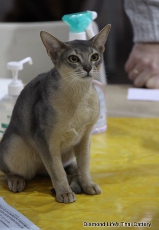 Diamond Life's Thai Cattery 034