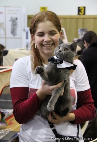 Diamond Life's Thai Cattery, Exposition St Aygulf du 27 & 28 Nov 015