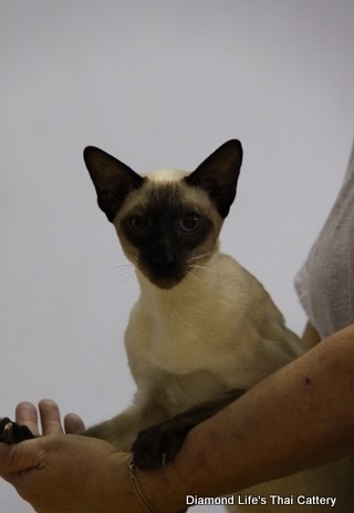 Diamond Life's Thai Cattery 071