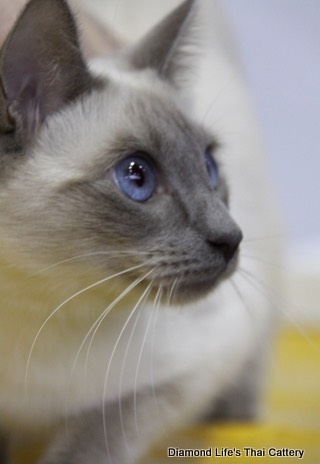 Diamond Life's Thai Cattery 056