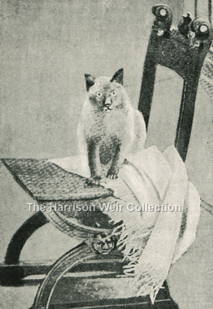 GOBLIN Siamese cat owned by the Duchess of Bedford - FB web